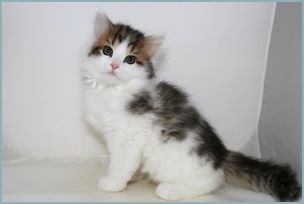 Male Siberian Kitten from Deedlebug Siberians